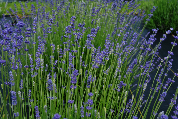 closeup of lavender field